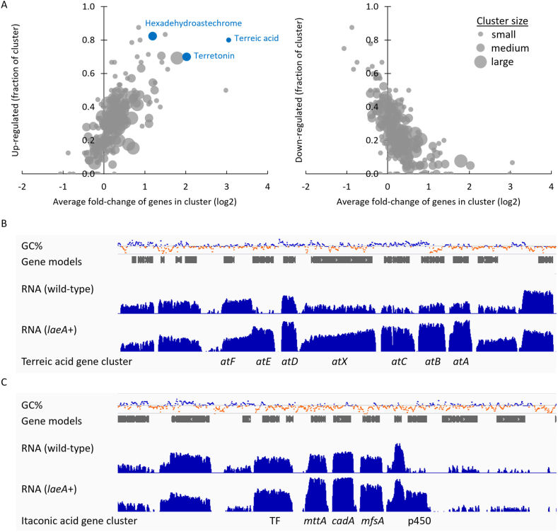 Itaconic acid production is regulated by LaeA in Aspergillus pseudoterreus