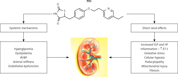 Pioglitazone in diabetic kidney disease: forgotten but not gone.