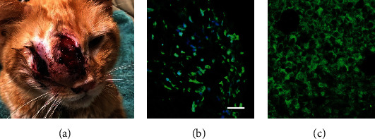 The Role of Targeted Osmotic Lysis in the Treatment of Advanced Carcinoma in Companion Animals: A Case Series.