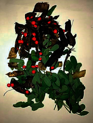 A Case of Poisoning with <i>Abrus precatarius</i> Complicated with Bilateral Basal Ganglia Haemorrhage.