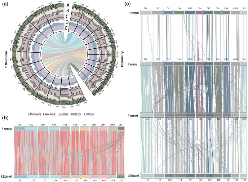 Chromosome-level and graphic genomes provide insights into metabolism of bioactive metabolites and cold-adaption of Pueraria lobata var. montana.