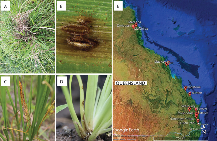 The diversity of microfungi associated with grasses in the <i>Sporobolus indicus</i> complex in Queensland, Australia.