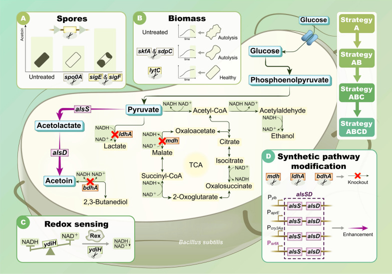 Acetoin production from lignocellulosic biomass hydrolysates with a modular metabolic engineering system in Bacillus subtilis.