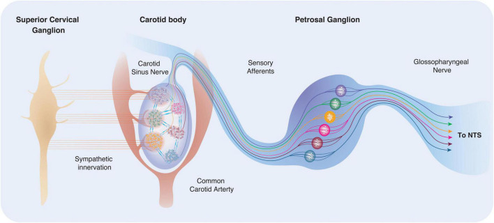 Cellular basis of learning and memory in the carotid body.