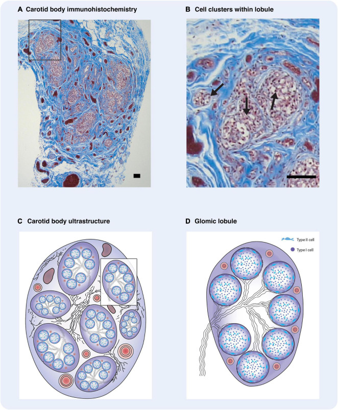 Cellular basis of learning and memory in the carotid body.