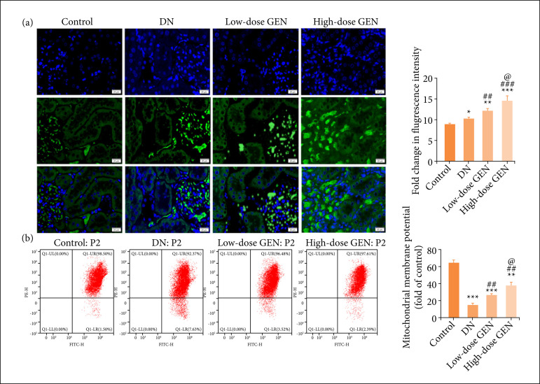 Genistein improves mitochondrial function and inflammatory in rats with diabetic nephropathy via inhibiting MAPK/NF-κB pathway.