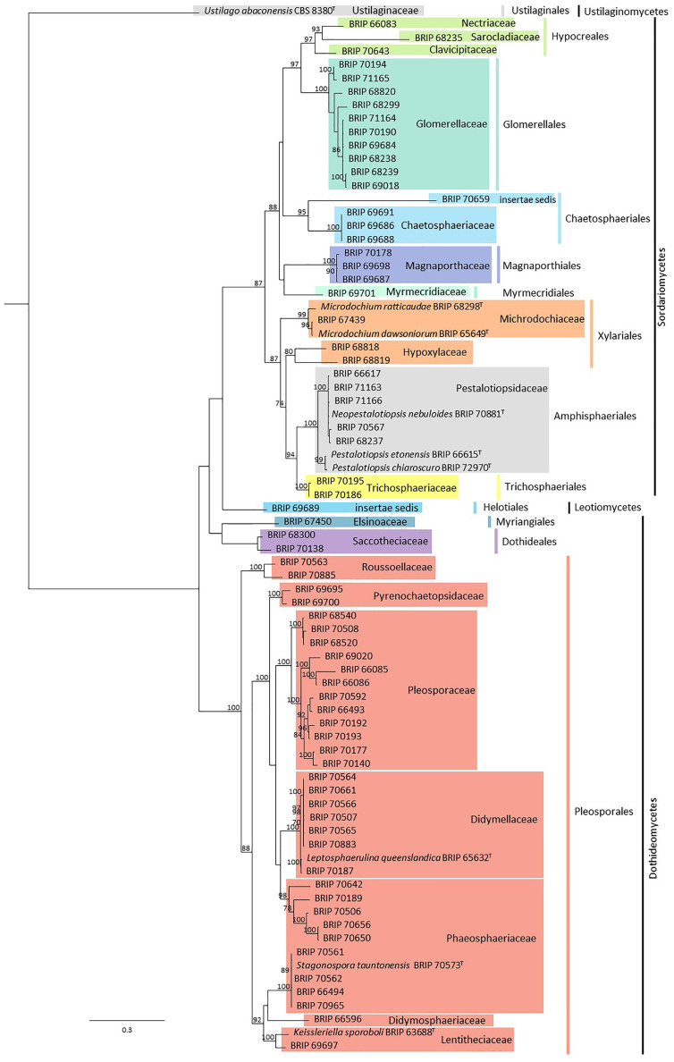 The diversity of microfungi associated with grasses in the <i>Sporobolus indicus</i> complex in Queensland, Australia.