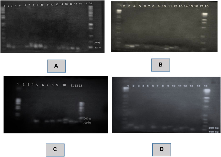 Molecular Characterization of <i>Eimeria</i> Species in Broiler Chickens, Ethiopia.