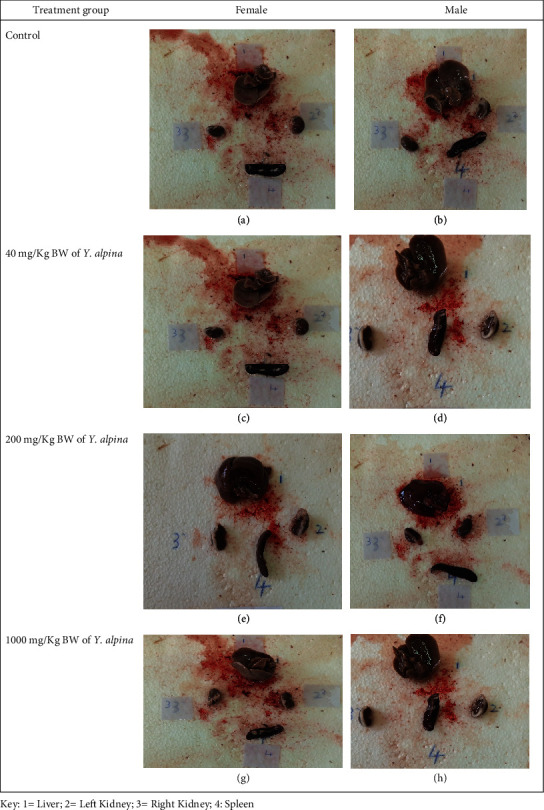 Subacute Toxicity Effects of the Aqueous Shoot Extract of <i>Yushania alpina</i> (K. Schum.) W.C.Lin in Sprague Dawley Rats: An Appraisal of Its Safety in Ethnomedicinal Usage.