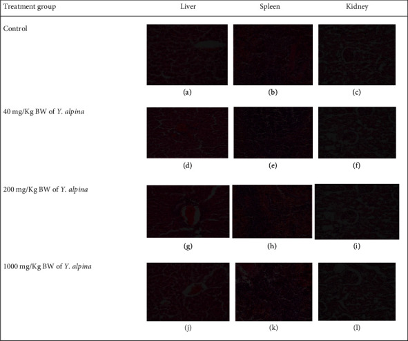 Subacute Toxicity Effects of the Aqueous Shoot Extract of <i>Yushania alpina</i> (K. Schum.) W.C.Lin in Sprague Dawley Rats: An Appraisal of Its Safety in Ethnomedicinal Usage.