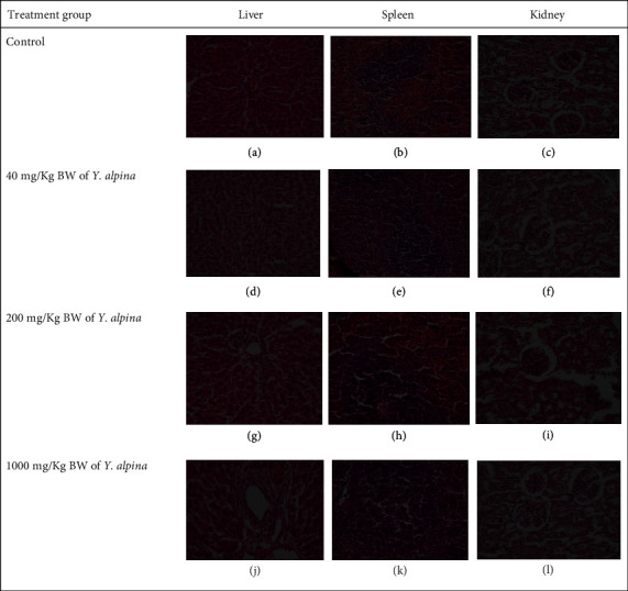 Subacute Toxicity Effects of the Aqueous Shoot Extract of <i>Yushania alpina</i> (K. Schum.) W.C.Lin in Sprague Dawley Rats: An Appraisal of Its Safety in Ethnomedicinal Usage.