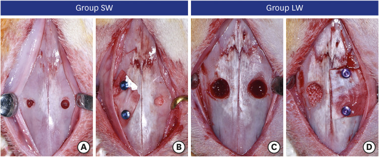 Effect of the size of the bony access window and the collagen barrier over the window in sinus floor elevation: a preclinical investigation in a rabbit sinus model.
