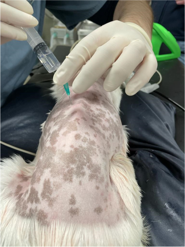 Thoracolumbar retrolaminar block in seven dogs undergoing spinal surgery.