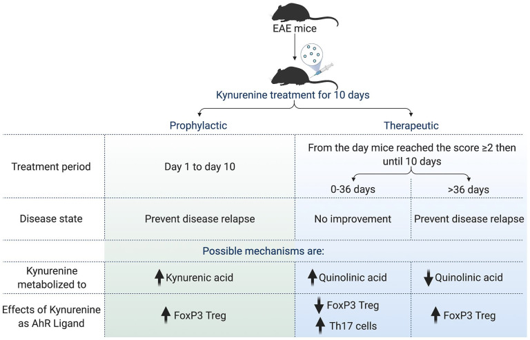 Prophylactic and Therapeutic Effect of Kynurenine for Experimental Autoimmune Encephalomyelitis (EAE) Disease.