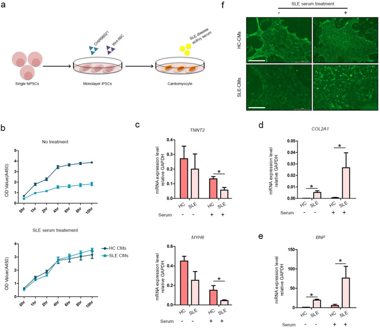 Lupus Heart Disease Modeling with Combination of Induced Pluripotent Stem Cell-Derived Cardiomyocytes and Lupus Patient Serum.