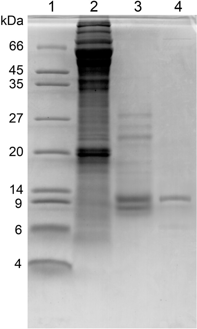 An 85-amino-acid polypeptide from <i>Myrmeleon bore</i> larvae (antlions) homologous to heat shock factor binding protein 1 with antiproliferative activity against MG-63 osteosarcoma cells in vitro.