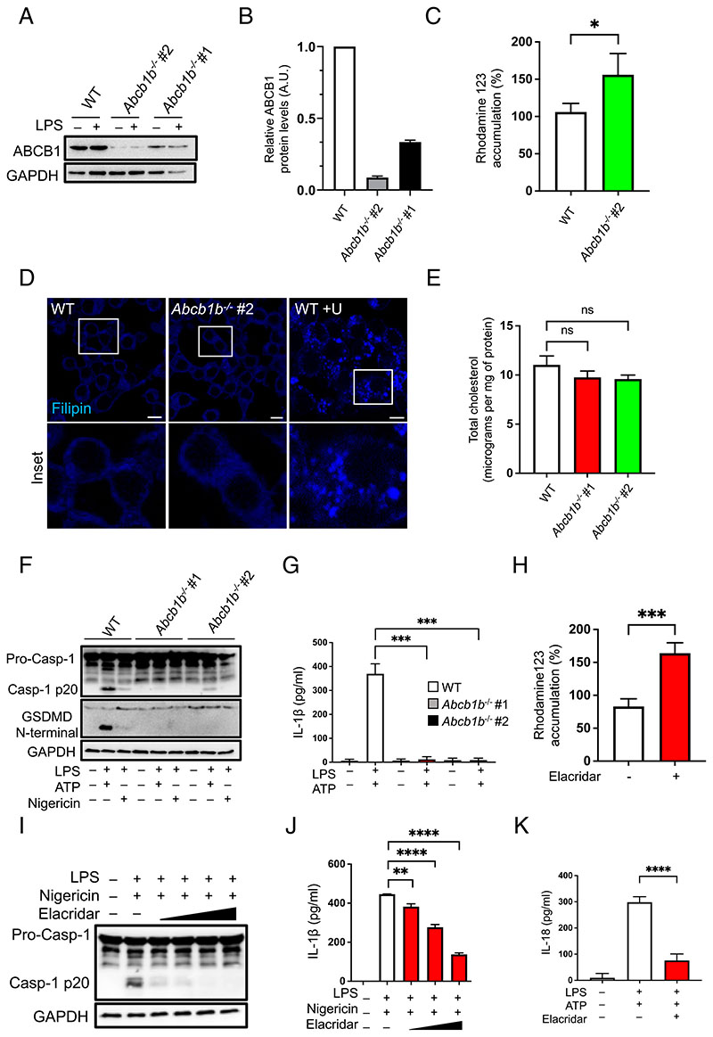 NLRP3 Inflammasome Priming and Activation Are Regulated by a Phosphatidylinositol-Dependent Mechanism.