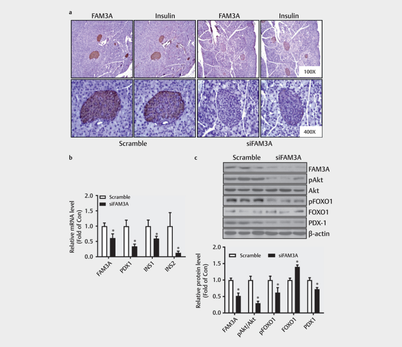 Intracellular ATP Signaling Contributes to FAM3A-Induced PDX1 Upregulation in Pancreatic Beta Cells.