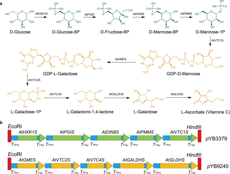 Metabolic engineering of Escherichia coli for direct production of vitamin C from D-glucose.