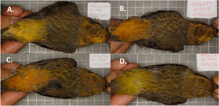 Wild common crossbills produce redder body feathers when their wings are clipped.