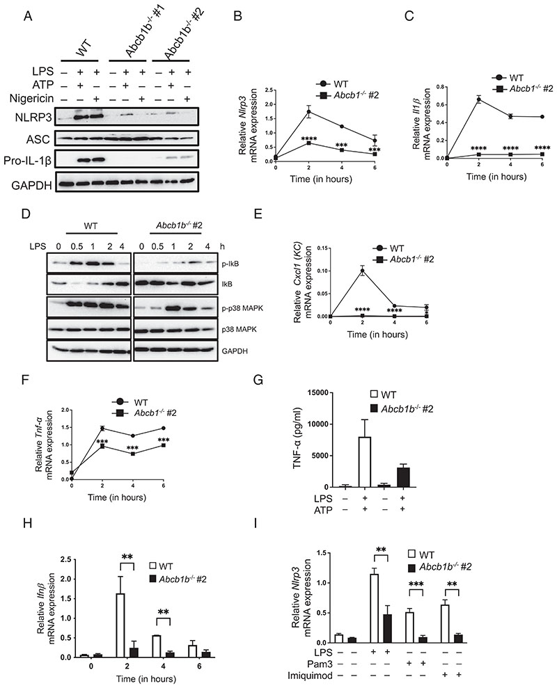 NLRP3 Inflammasome Priming and Activation Are Regulated by a Phosphatidylinositol-Dependent Mechanism.