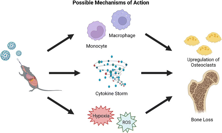 The Impacts of COVID-19 on Musculoskeletal Health.