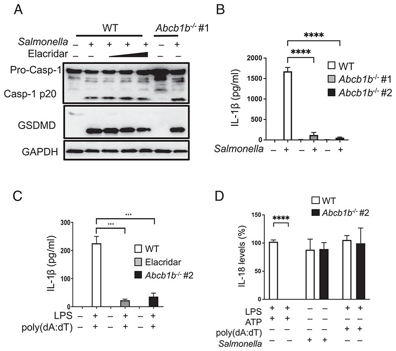 NLRP3 Inflammasome Priming and Activation Are Regulated by a Phosphatidylinositol-Dependent Mechanism.