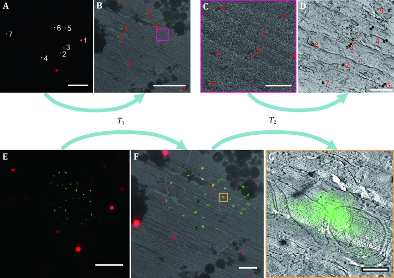 Cryogenic superresolution correlative light and electron microscopy of vitreous sections.