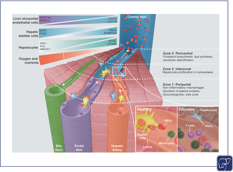 Unraveling the Complexity of Liver Disease One Cell at a Time.