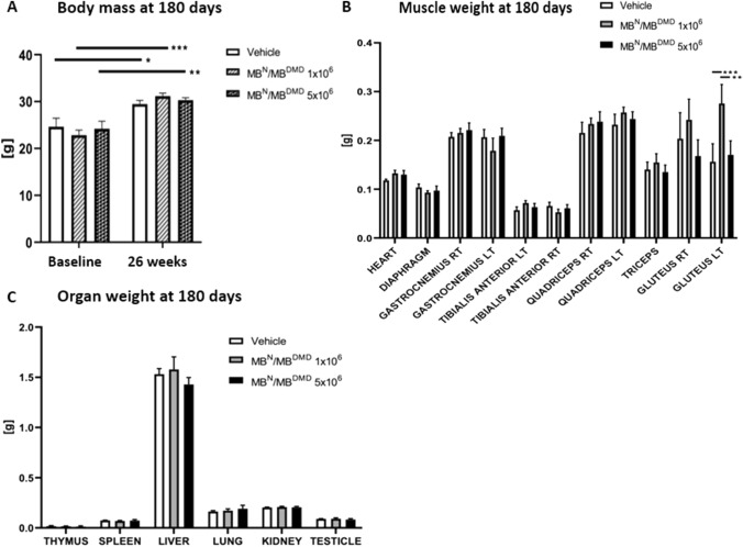 Long-Term Biodistribution and Safety of Human Dystrophin Expressing Chimeric Cell Therapy After Systemic-Intraosseous Administration to Duchenne Muscular Dystrophy Model