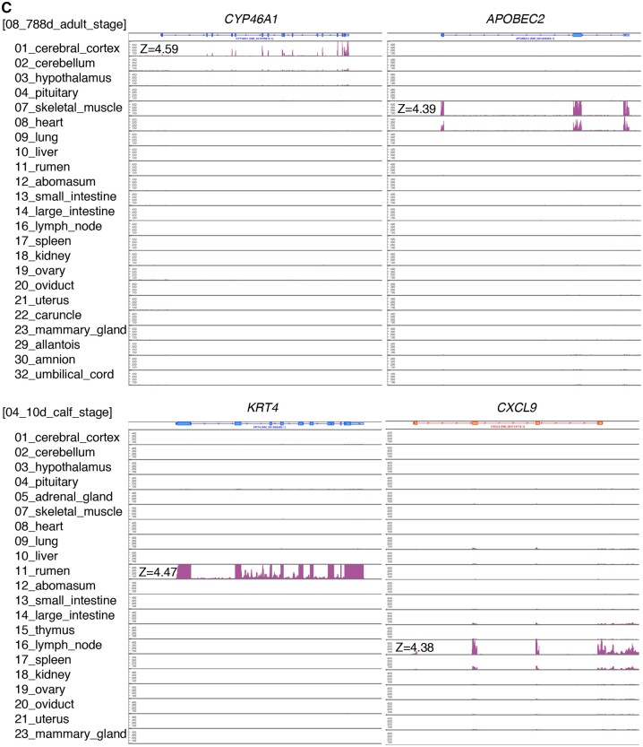 Comprehensive analysis of 124 transcriptomes from 31 tissues in developing, juvenile, and adult Japanese Black cattle.