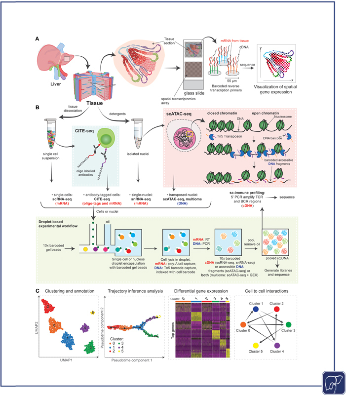 Unraveling the Complexity of Liver Disease One Cell at a Time.