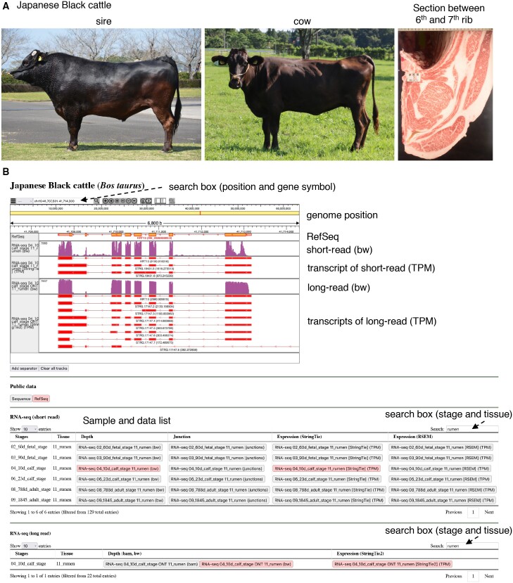 Comprehensive analysis of 124 transcriptomes from 31 tissues in developing, juvenile, and adult Japanese Black cattle.