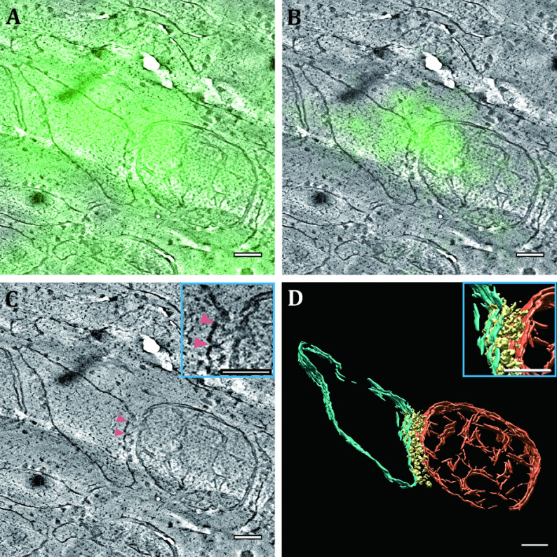 Cryogenic superresolution correlative light and electron microscopy of vitreous sections.