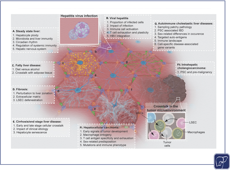 Unraveling the Complexity of Liver Disease One Cell at a Time.