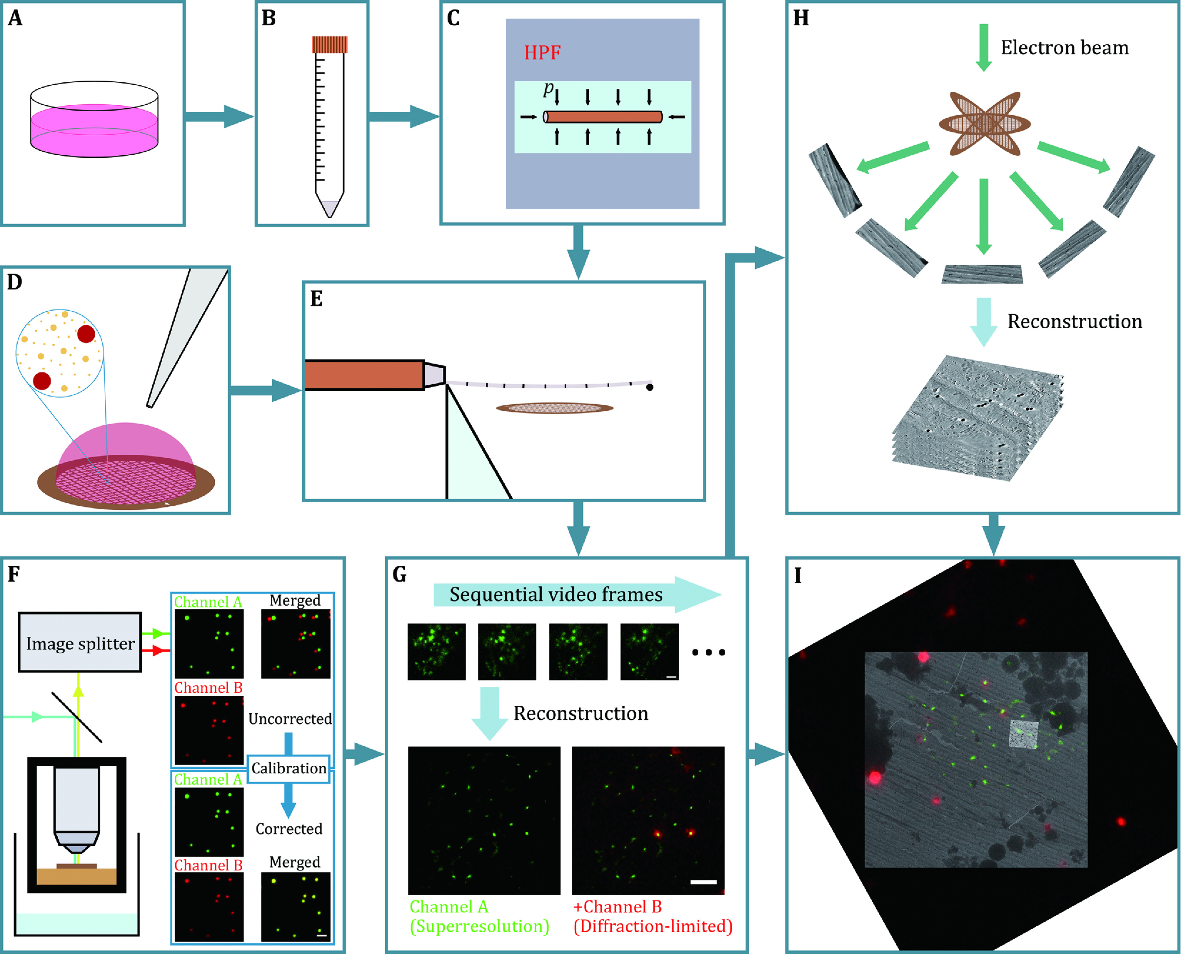 Cryogenic superresolution correlative light and electron microscopy of vitreous sections.