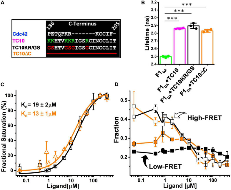 Differential modulation of collybistin conformational dynamics by the closely related GTPases Cdc42 and TC10.