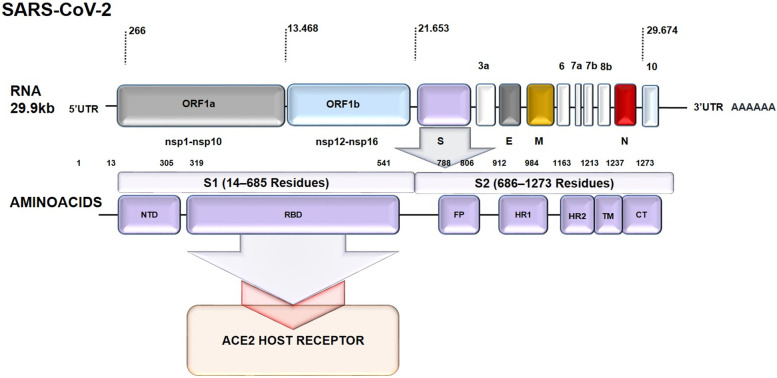 Vaccines platforms and COVID-19: what you need to know.