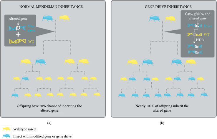 Reflection on the Challenges, Accomplishments, and New Frontiers of Gene Drives.