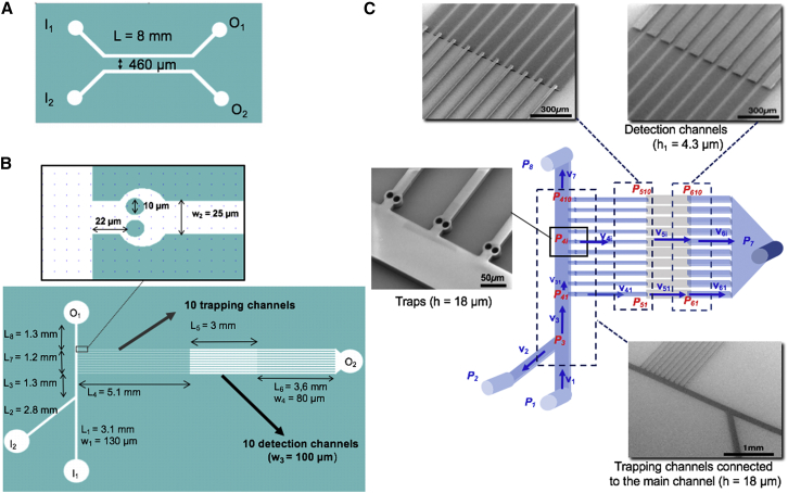 Viro-fluidics: Real-time analysis of virus production kinetics at the single-cell level.