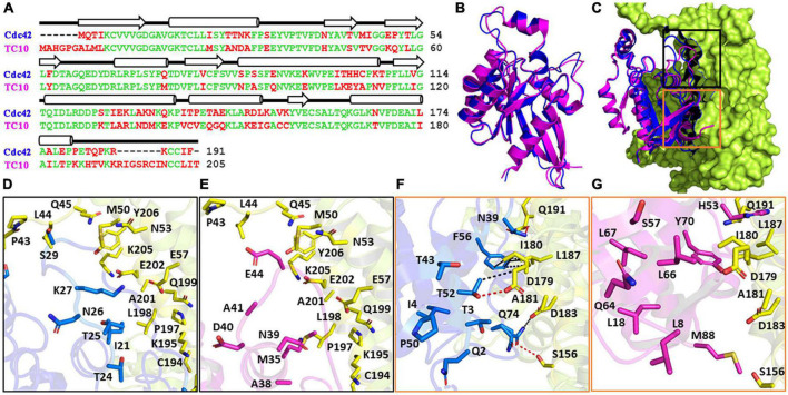 Differential modulation of collybistin conformational dynamics by the closely related GTPases Cdc42 and TC10.