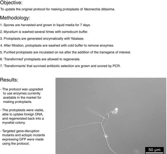 Transformation and gene-disruption in the apple-pathogen, Neonectria ditissima.