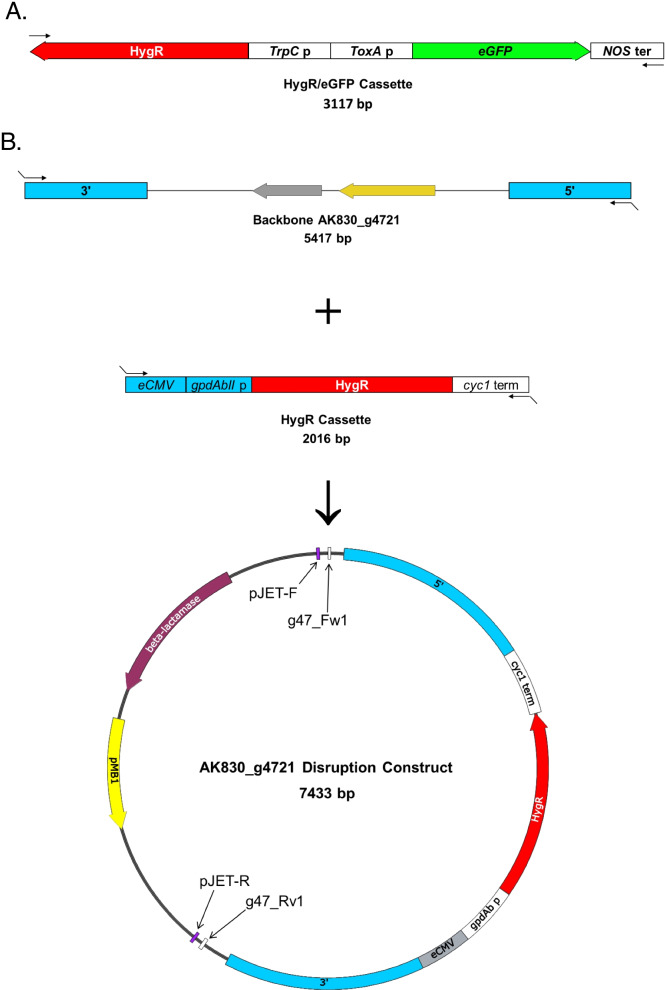 Transformation and gene-disruption in the apple-pathogen, Neonectria ditissima.