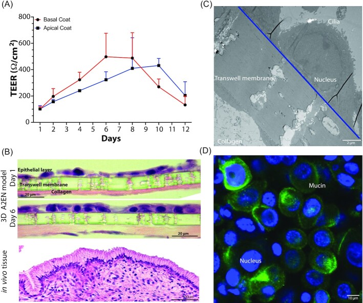 Three-dimensional models of the cervicovaginal epithelia to study host-microbiome interactions and sexually transmitted infections.