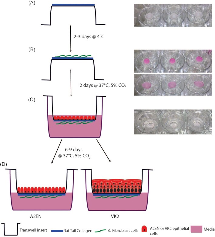 Three-dimensional models of the cervicovaginal epithelia to study host-microbiome interactions and sexually transmitted infections.