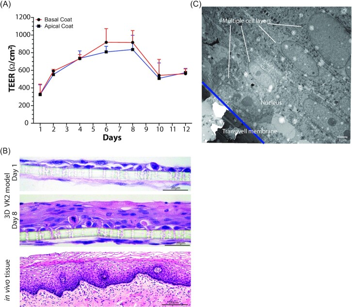 Three-dimensional models of the cervicovaginal epithelia to study host-microbiome interactions and sexually transmitted infections.