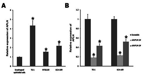 Inhibition of APLN suppresses cell proliferation and migration and promotes cell apoptosis in esophageal cancer cells <em>in vitro</em>, through activating PI3K/mTOR signaling pathway.