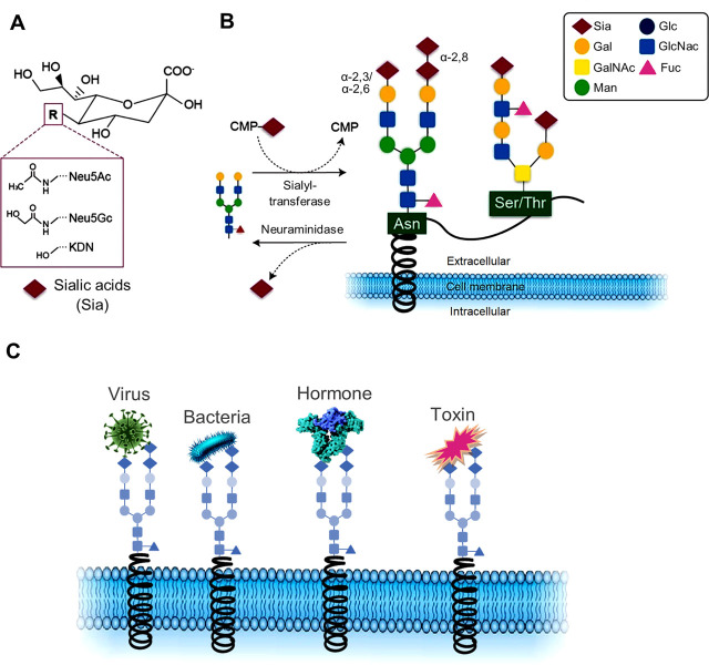 Sialic acid: an attractive biomarker with promising biomedical applications.