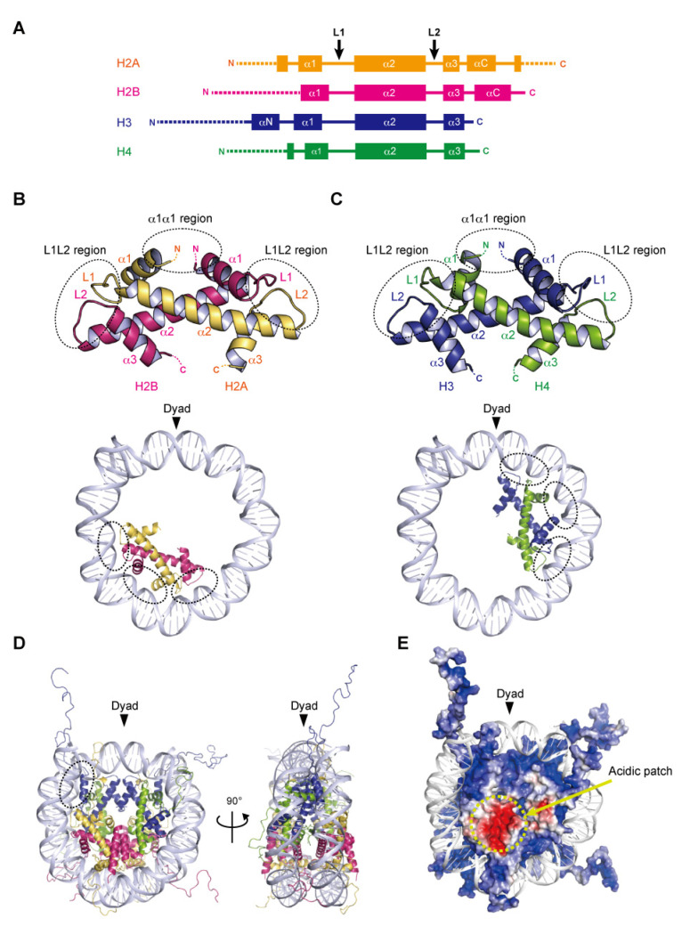 Nucleosome Structures Built from Highly Divergent Histones: Parasites and Giant DNA Viruses.