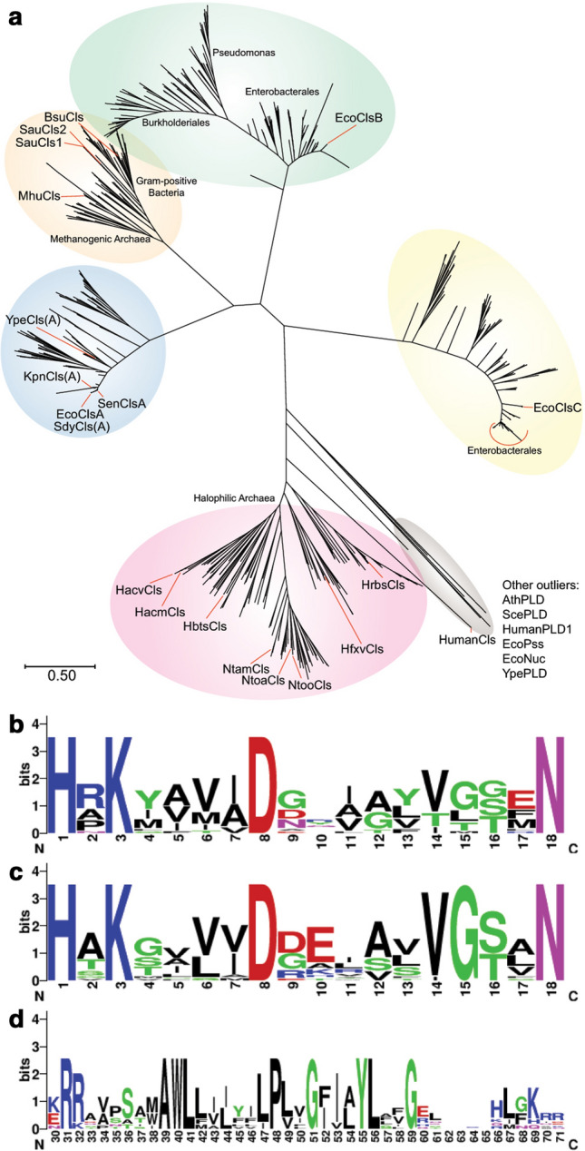 The catalytic and structural basis of archaeal glycerophospholipid biosynthesis.